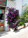 IMG 0129