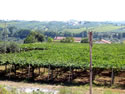 IMG 0217